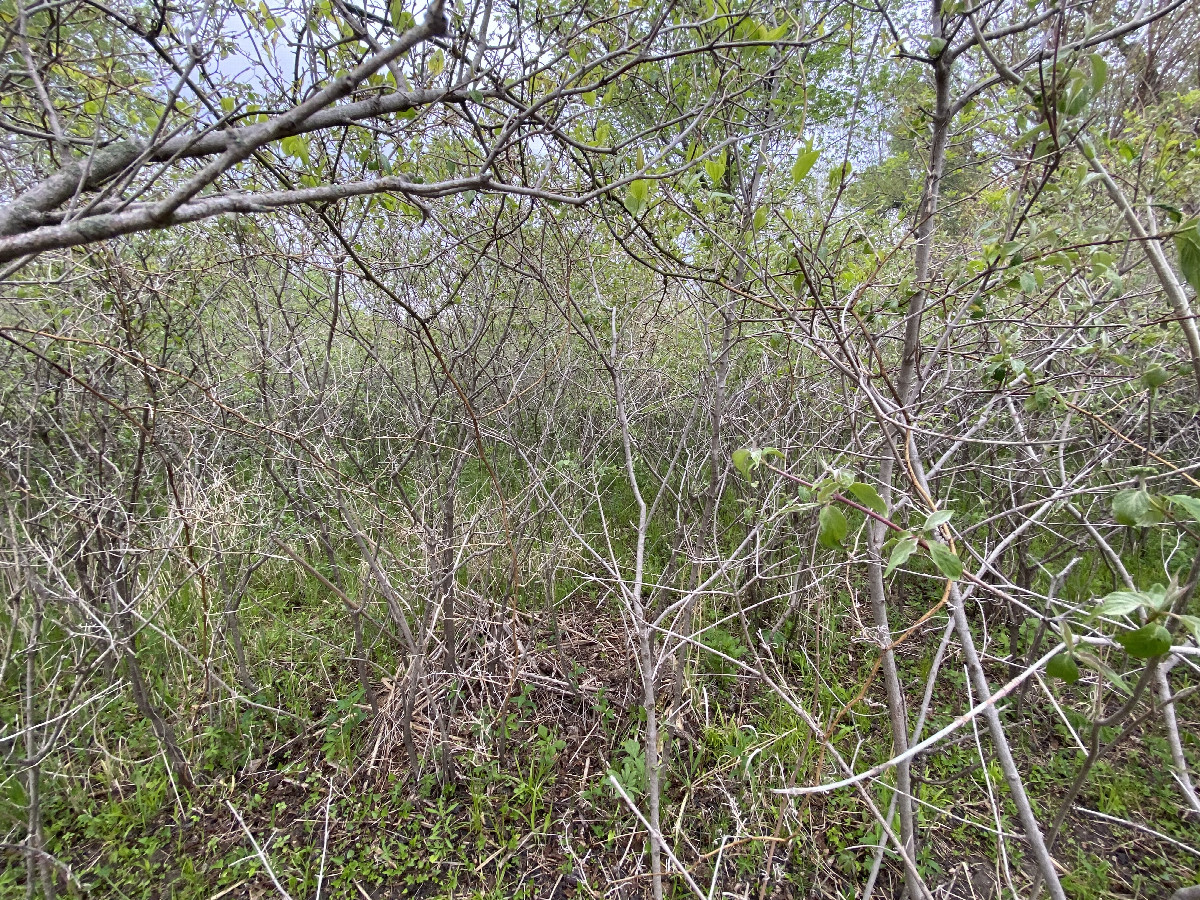 View to the north from the confluence point. 