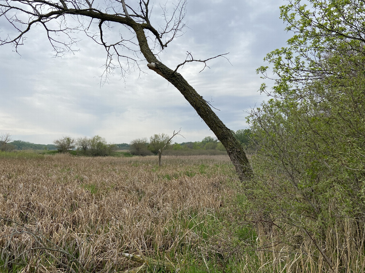 View to the west from the confluence point. 