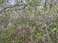 #4: View to the north from the confluence point. 