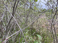 #5: View to the east from the confluence point. 