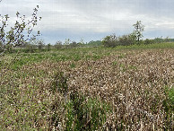 #6: View to the south from the confluence point. 