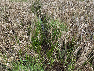 #9: Ground cover at the confluence point. 