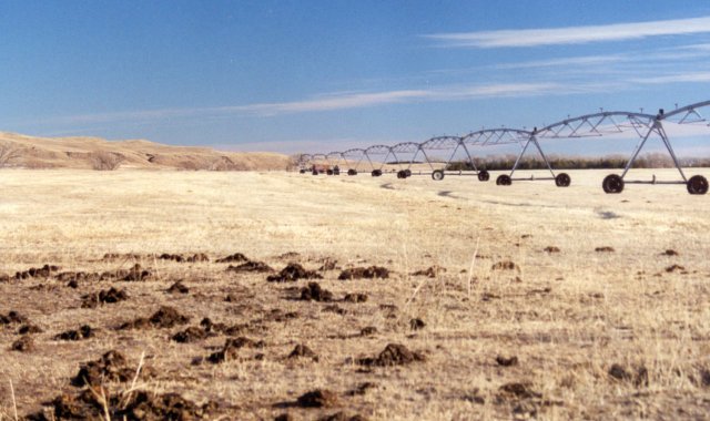 Cowpies on the Hawley Flats