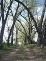 #5: Tree lined lane near confluence