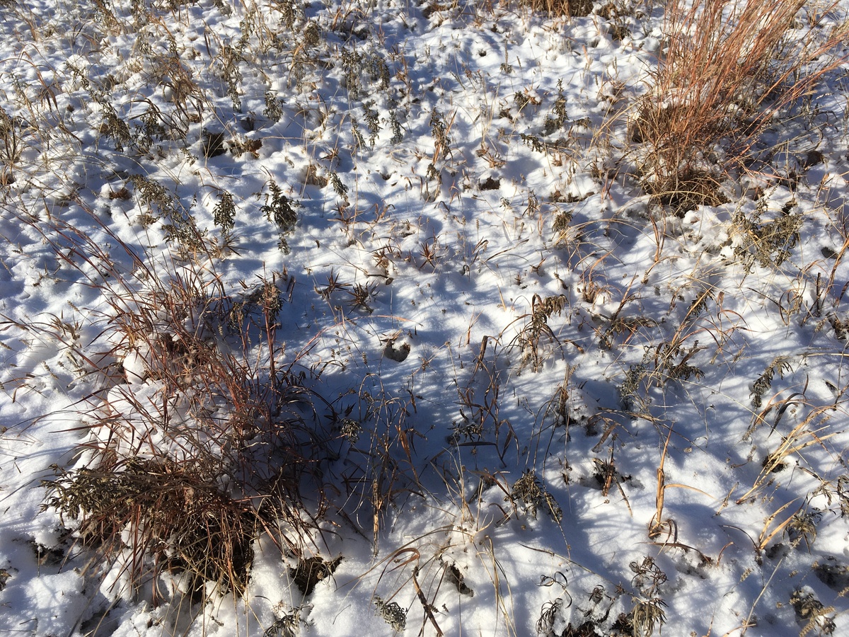 Ground cover