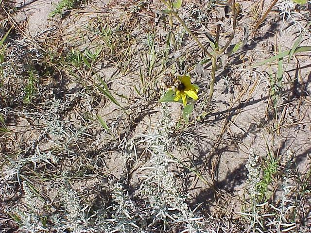 Ground cover at the confluence.