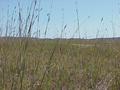 #3: View to the east from the confluence.