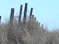 #8: Image that captures the essence of the Nebraska sand hills, taken 500 meters north-northeast of the confluence.