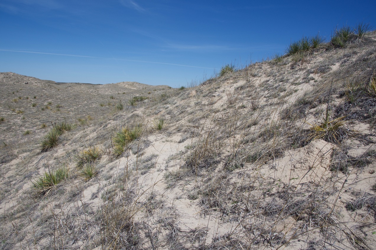 The confluence point lies near the top of a sand hill.  (This is also a view to the North.)