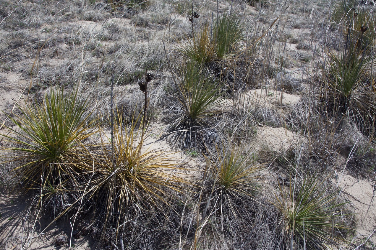 Ground cover at the point