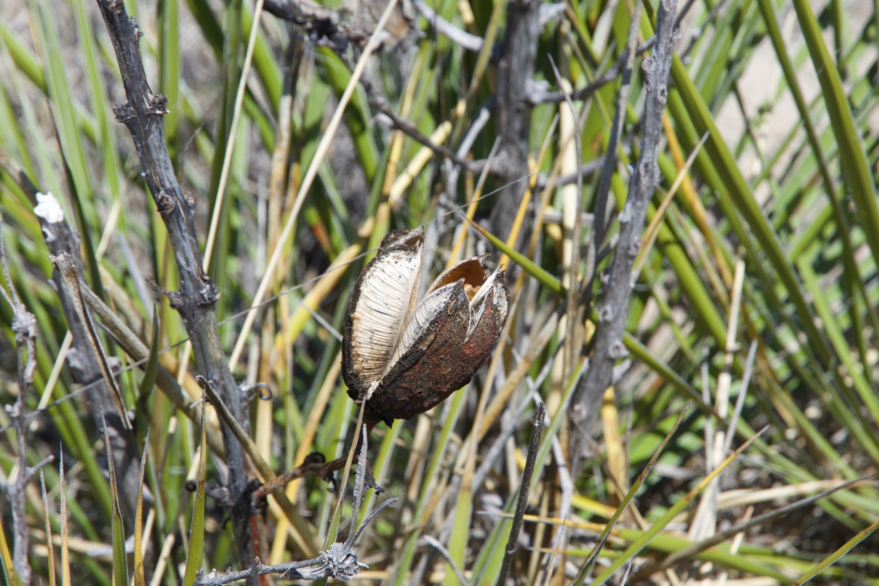 The yucca(?) plants growing on these sand hills have interesting-looking seed pods