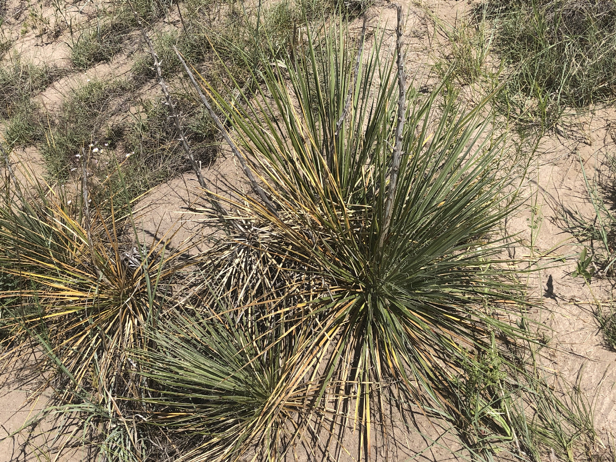 The GPS said this plant was within two meters of 42°N 103°W.