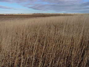 #1: Looking past the confluence to the east.