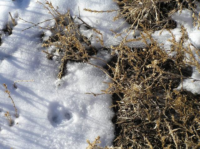 Ground cover at confluence.