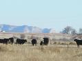 #3: View to the southeast toward the bluffs of Scottsbluff, Nebraska.