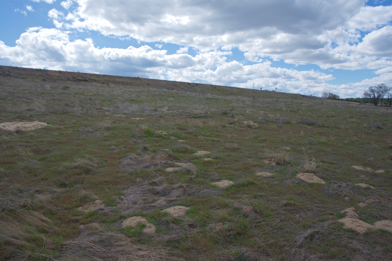 The confluence point lies within a field, just next to this embankment (with railroad tracks).  (This is also a view to the West.)