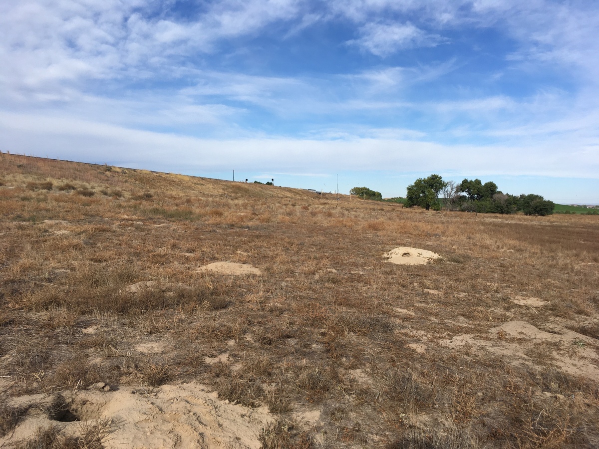 View west toward the confluence site among the gaping prairie dog holes