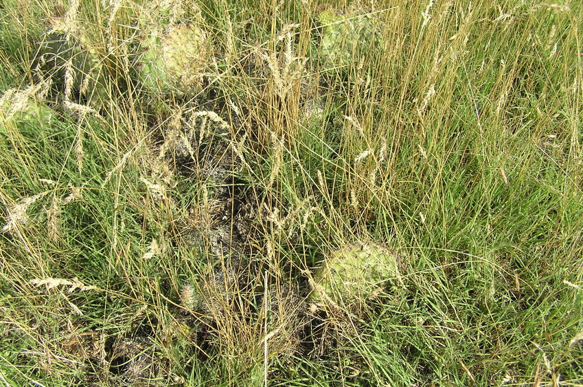 Ground cover at the confluence point:  Cacti and grasses.