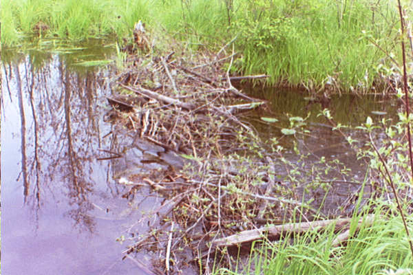 A dam by the swamp.  I got my feet wet.