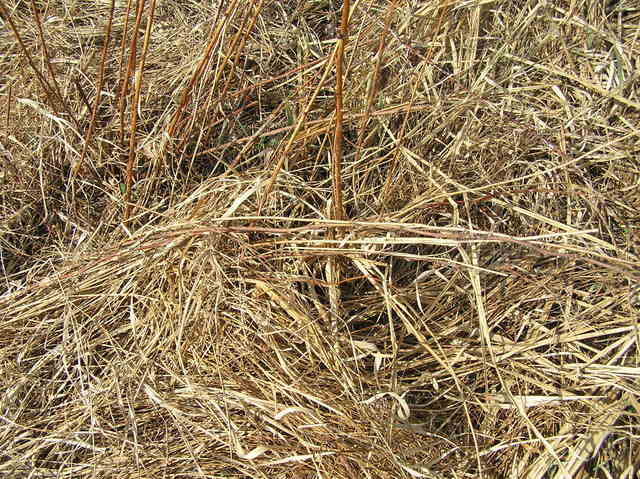 Groundcover at the confluence.