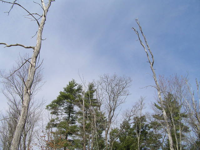 View of the sky at the confluence.