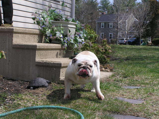 Lilly, the English bulldog, about 1 km south of the confluence.