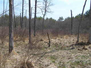 #1: Site of 43 North 71 West in the foreground, looking east.