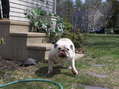 #9: Lilly, the English bulldog, about 1 km south of the confluence.