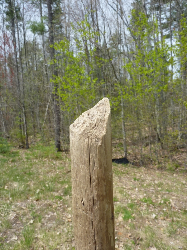 Top of a beaver cut walking stick left behind in the rental car