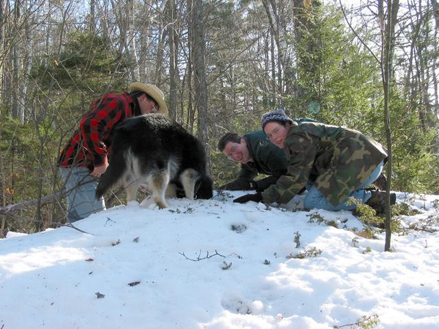 Skye snacks on deer guts.  The others weren't quite as eager