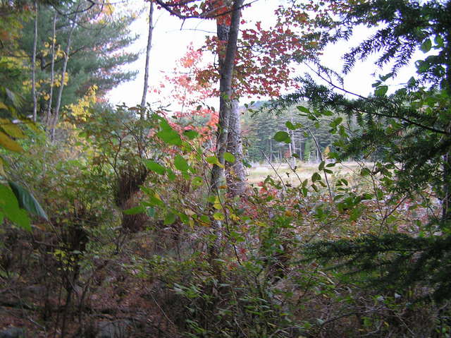 View to the south from the confluence.