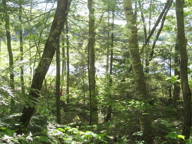 View west toward the marsh below.