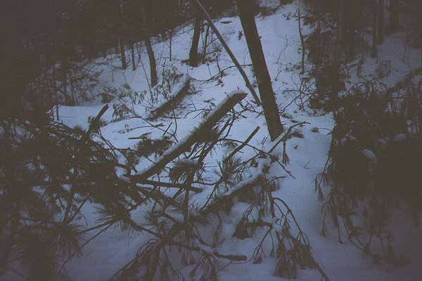 Fallen dead branches and trees.