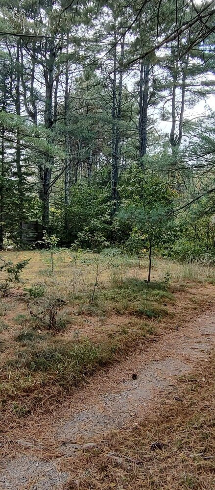 Looking west (towards left side of driveway and front of property)