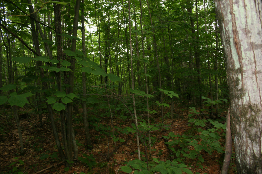 East of confluence point