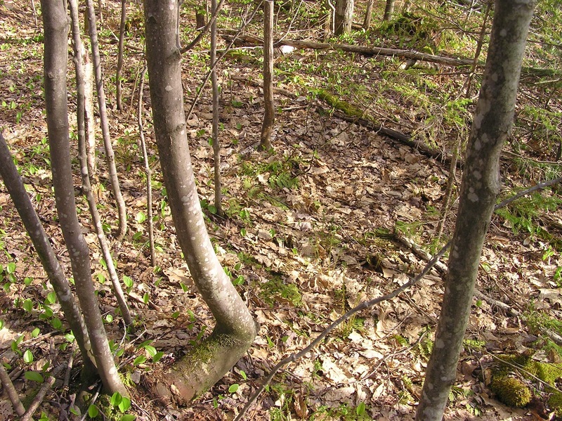 The confluence point lies amongst these trees