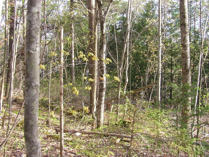 View South (towards the phone lines)