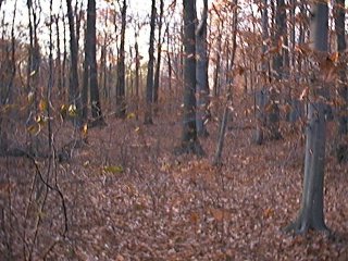 #1: The confluence point: a fairly non-descript area of the woods.