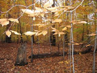 #1: General area of the confluence in the woods