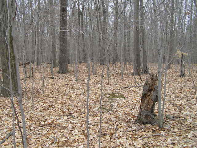 The confluence is 1 meter to the left of the vertical stump, looking northwest.