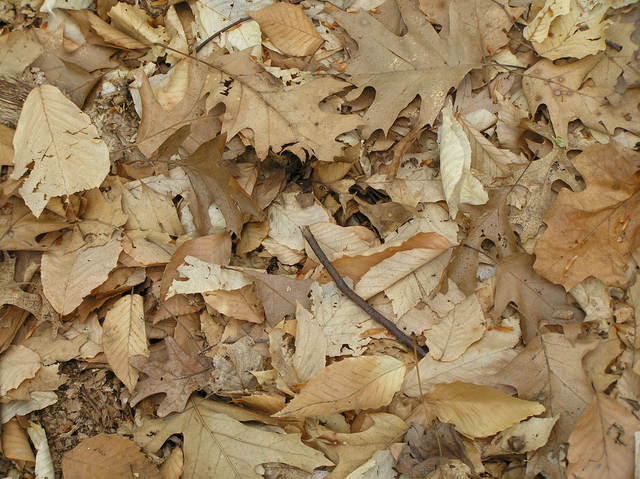 Groundcover at the confluence site--leaves from the previous autumn.