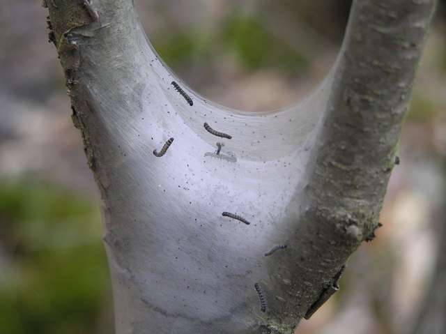 Little creatures--a sign of spring in the confluence woods.