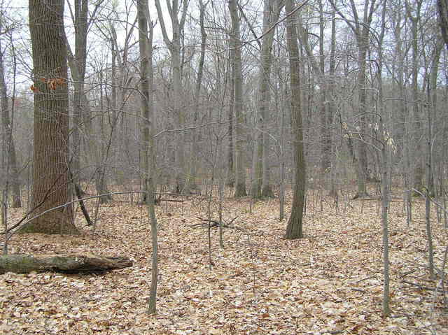 View to the south from the confluence.