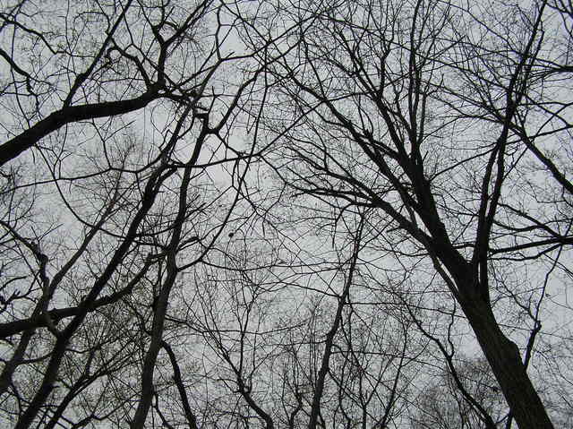 View of the sky from the confluence.