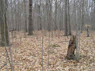 #1: The confluence is 1 meter to the left of the vertical stump, looking northwest.