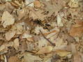 #4: Groundcover at the confluence site--leaves from the previous autumn.