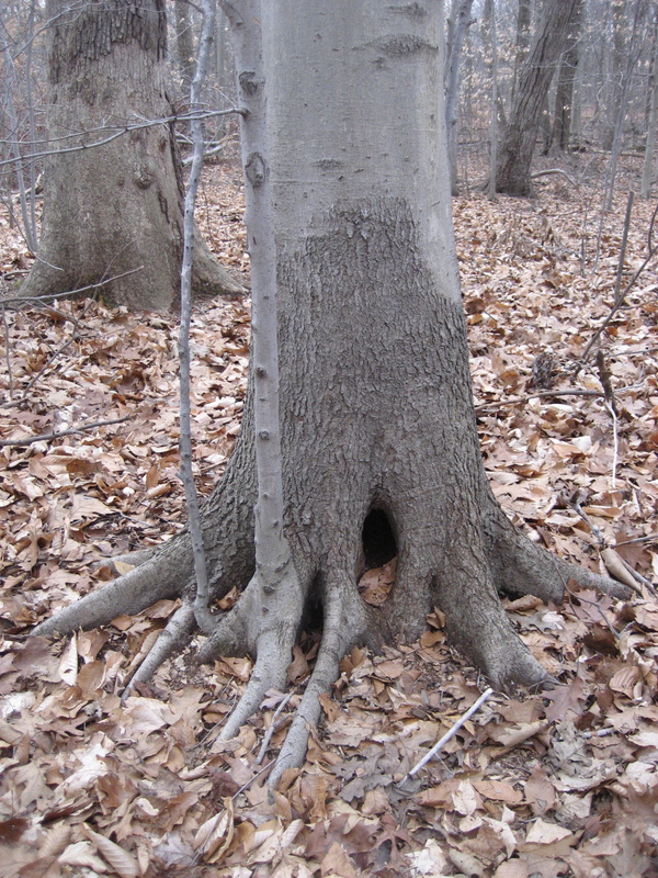 Distinctive tree near the confluence point.