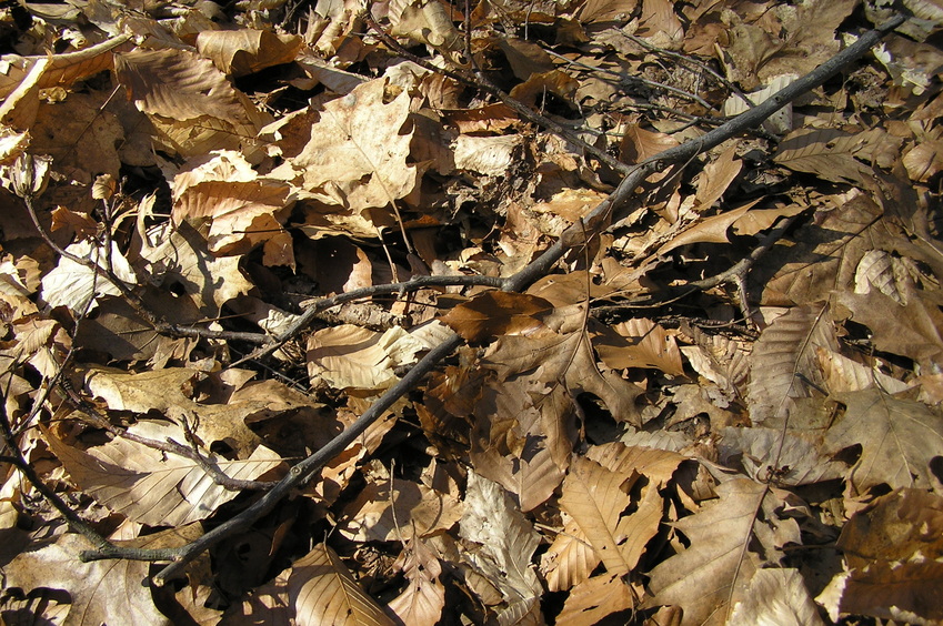 Groundcover at 41 North 74 West:  Last fall's leaves.