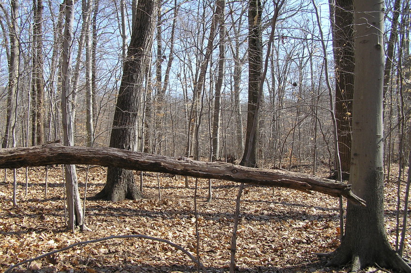 View to the east from the confluence.