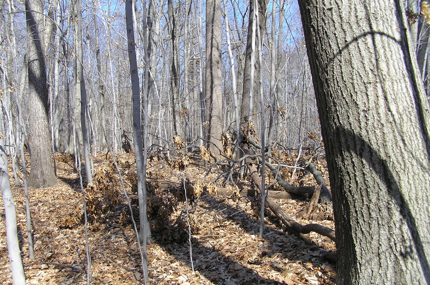 View to the north from the confluence.